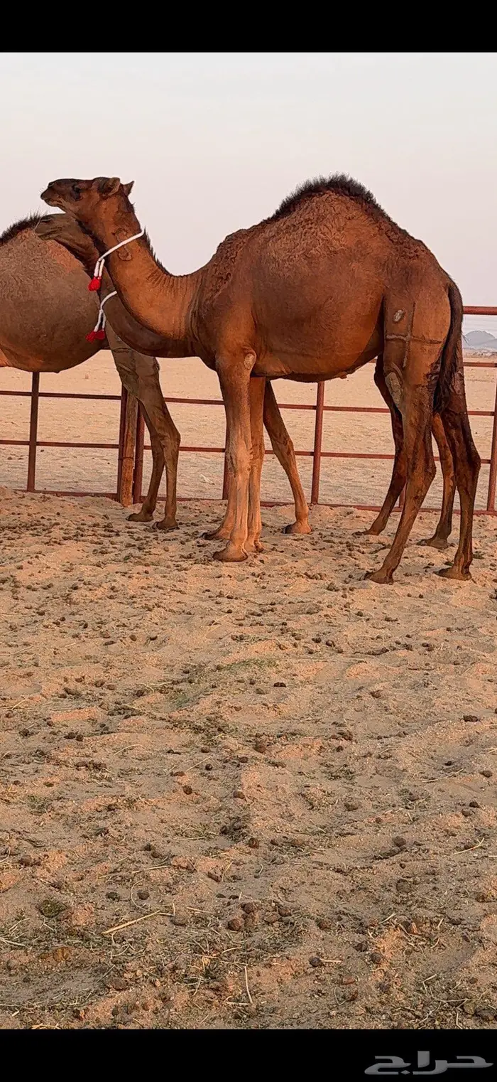 ثلاث بكار سواحل ضغط عالي 8