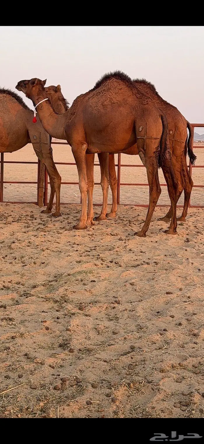 ثلاث بكار سواحل ضغط عالي 14