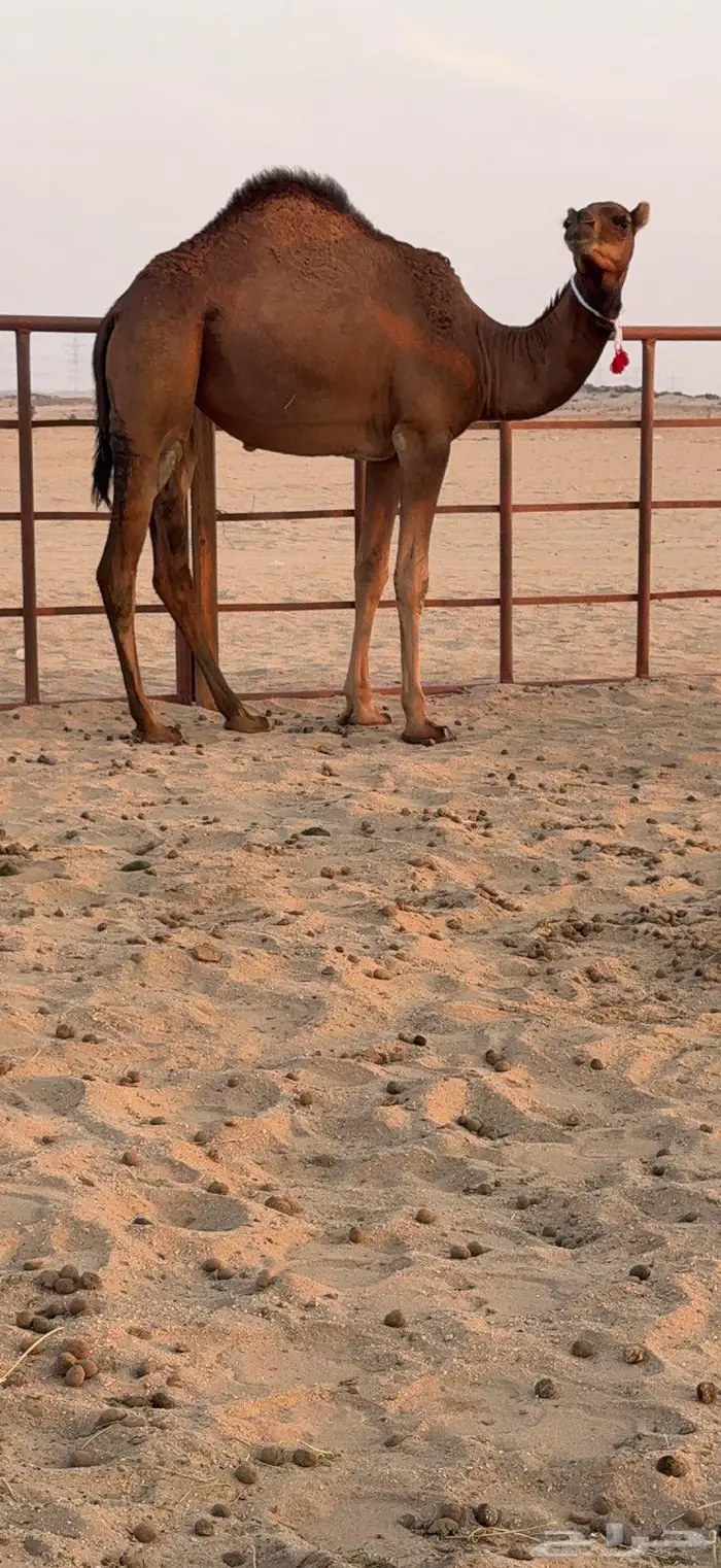 ثلاث بكار سواحل ضغط عالي 22