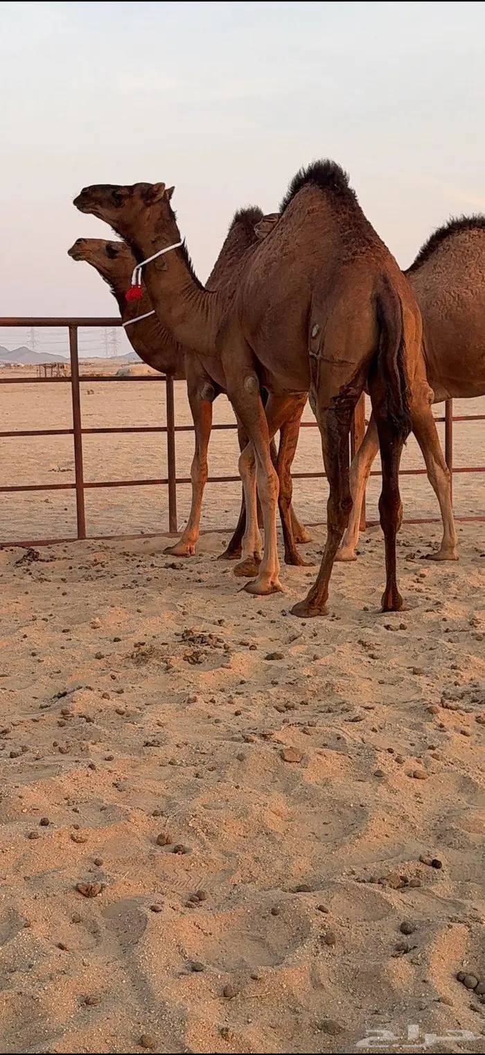 ثلاث بكار سواحل ضغط عالي 17