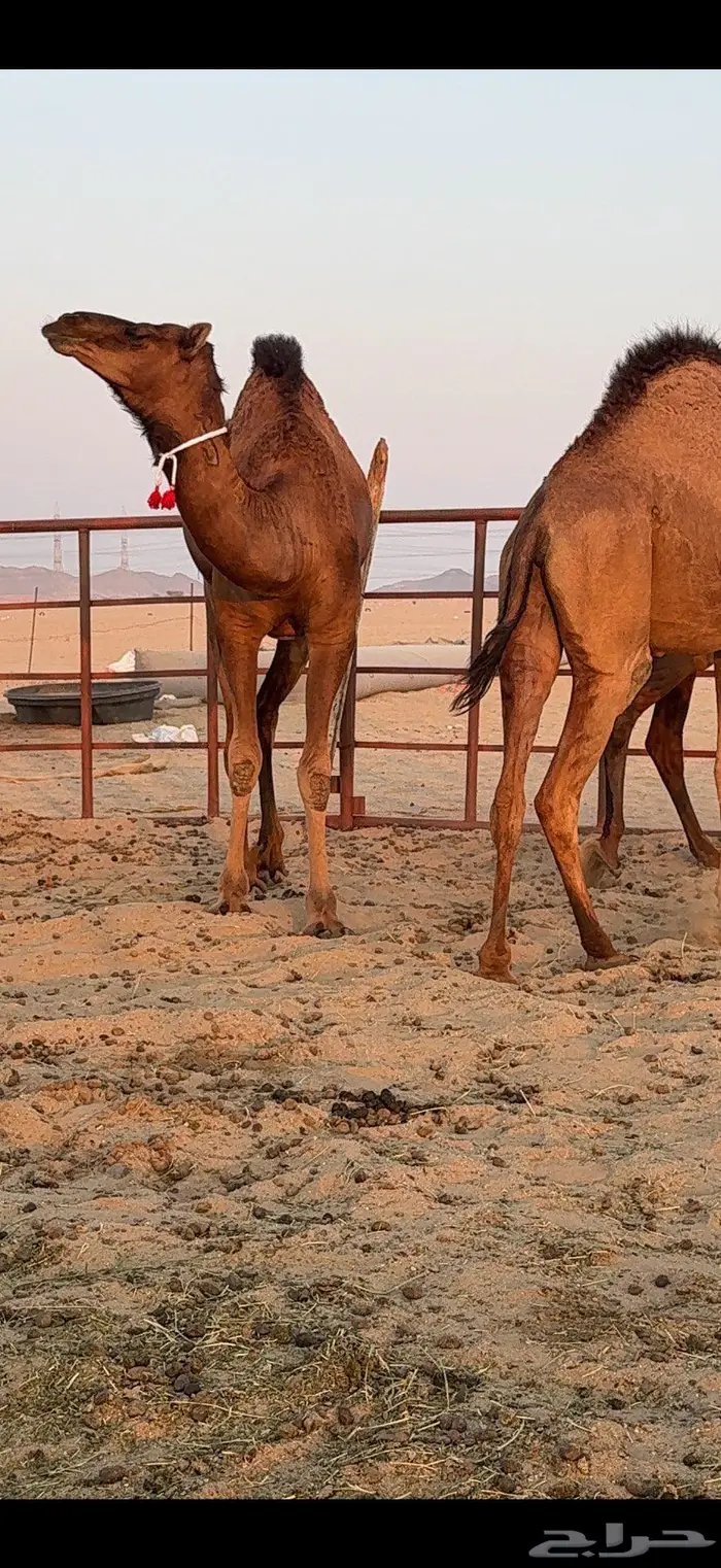 ثلاث بكار سواحل ضغط عالي 21