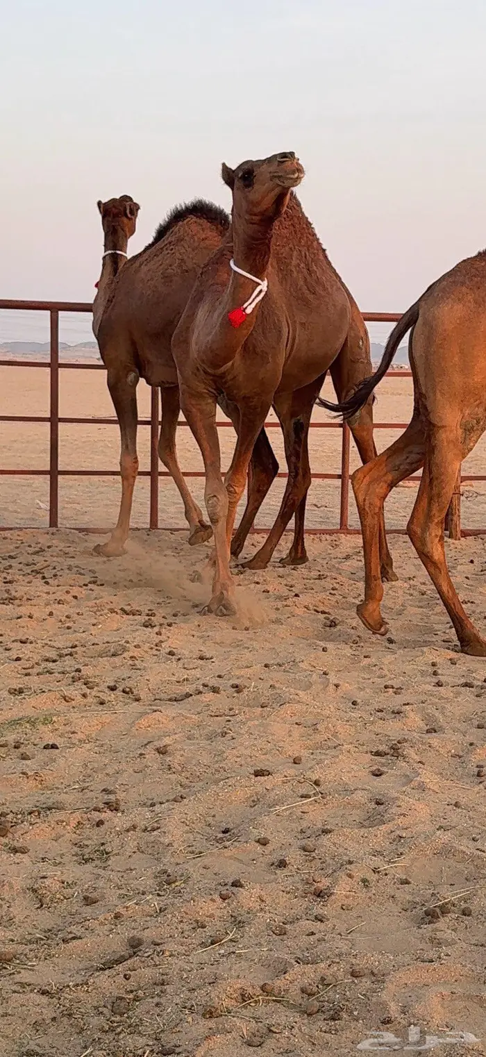 ثلاث بكار سواحل ضغط عالي 34