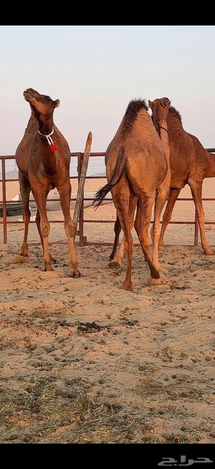 ثلاث بكار سواحل ضغط عالي 18