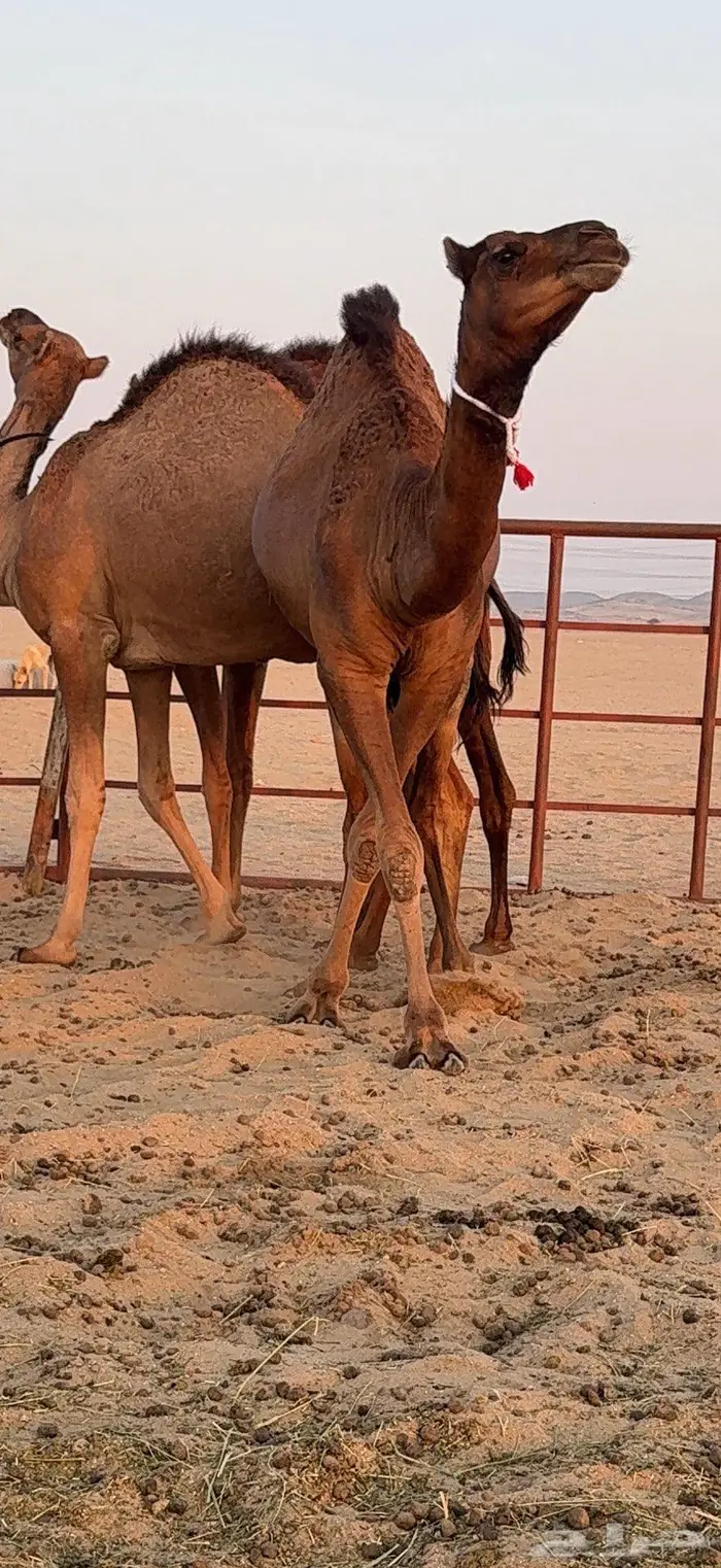 ثلاث بكار سواحل ضغط عالي 33