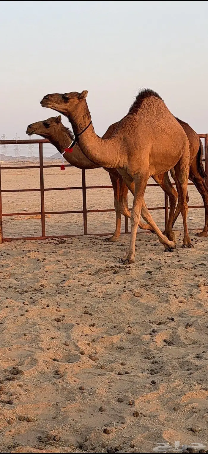 ثلاث بكار سواحل ضغط عالي 30