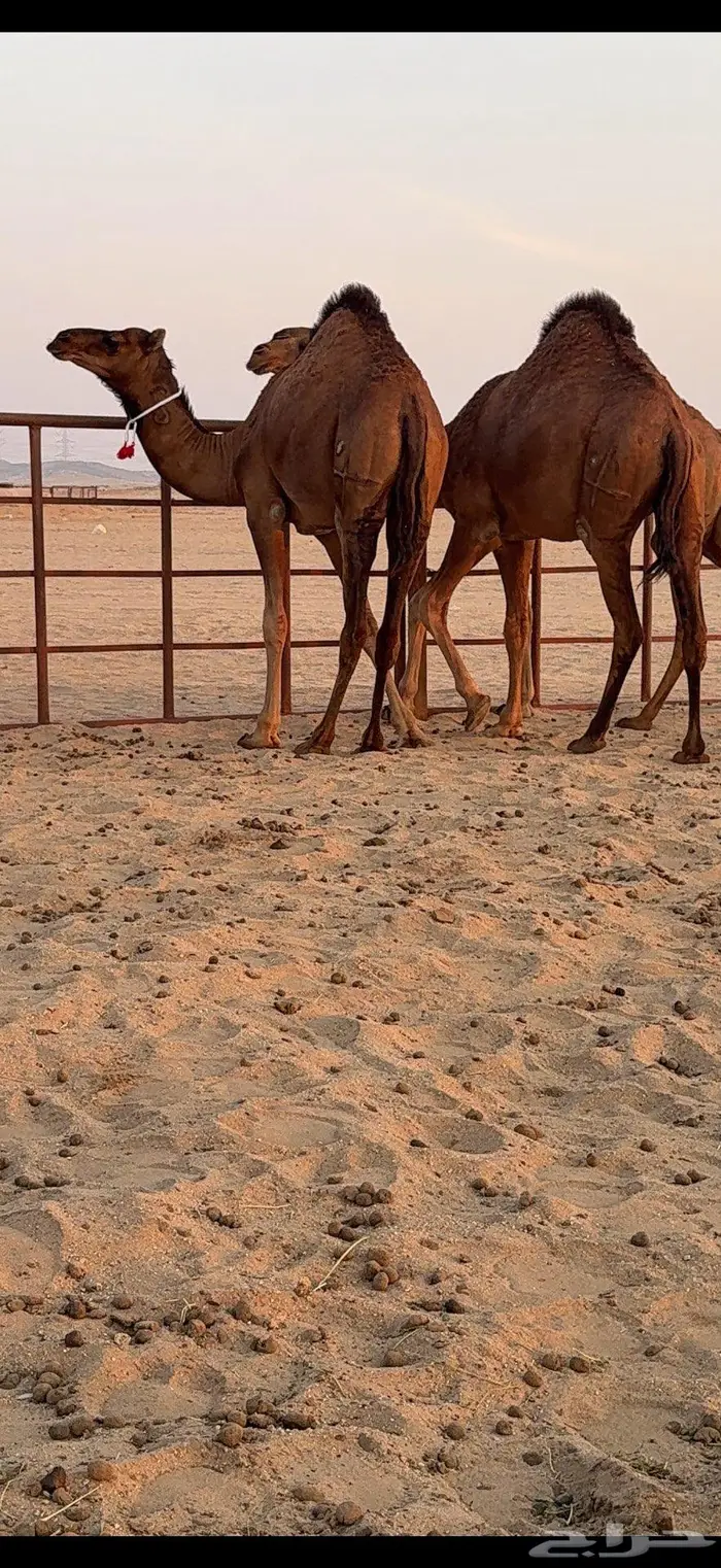 ثلاث بكار سواحل ضغط عالي 28