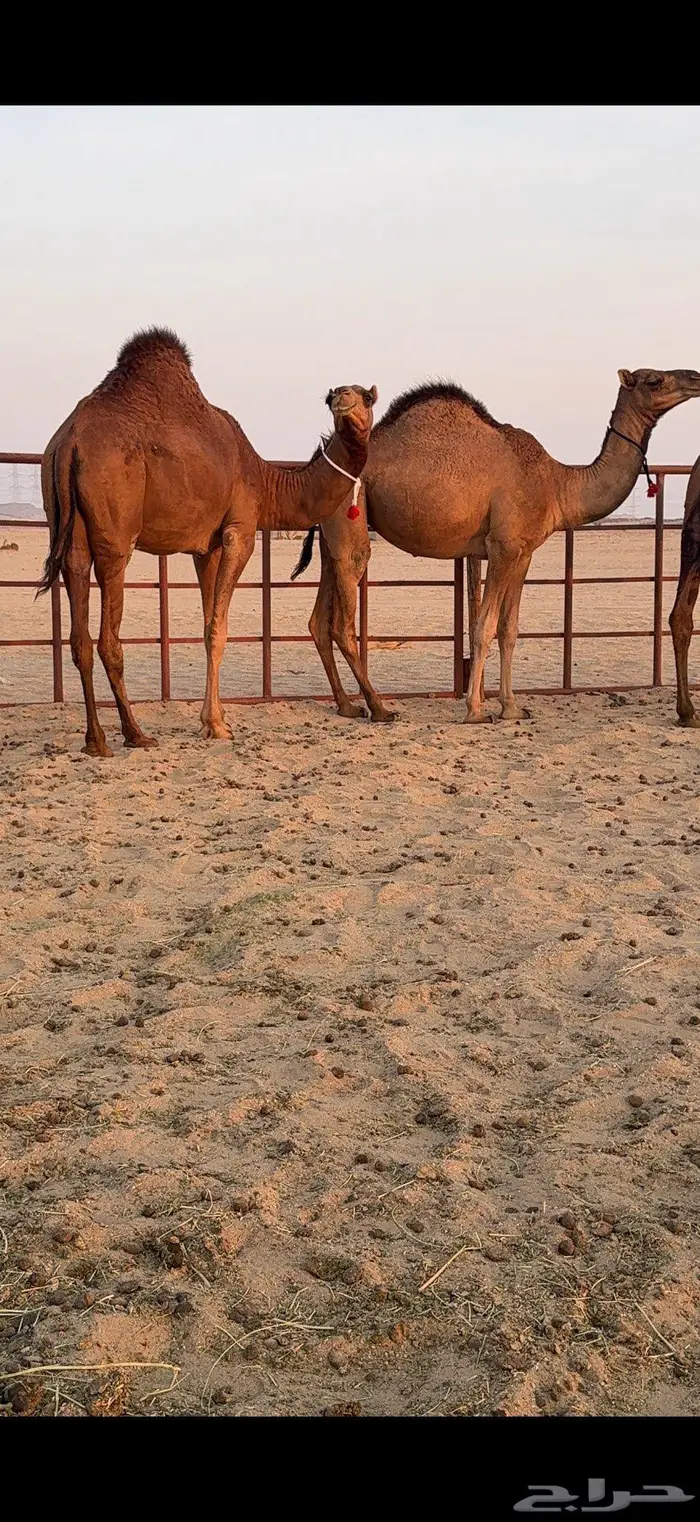 ثلاث بكار سواحل ضغط عالي 16