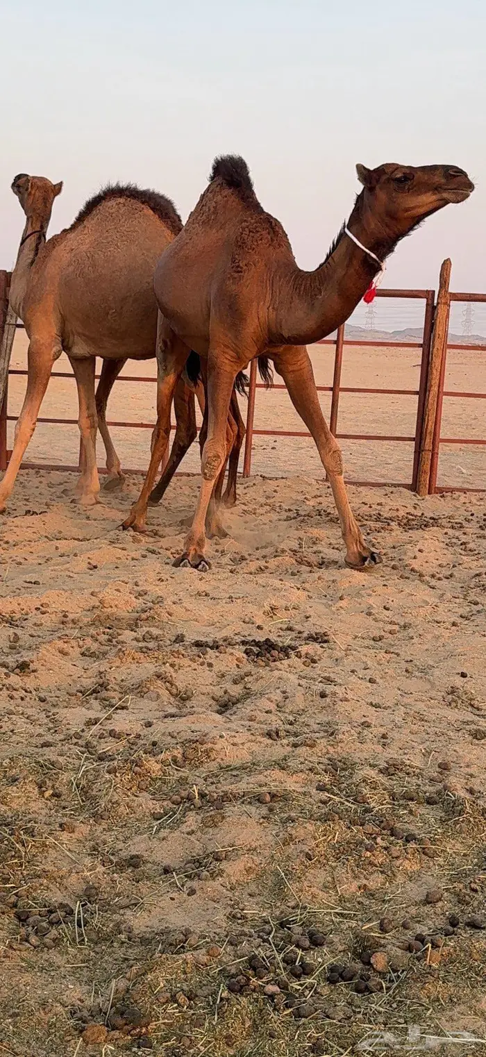 ثلاث بكار سواحل ضغط عالي 39