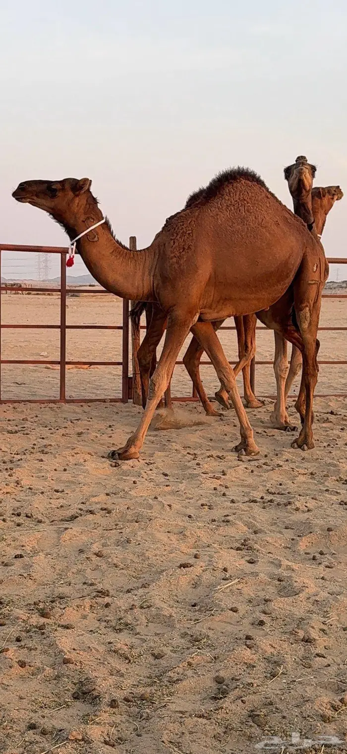 ثلاث بكار سواحل ضغط عالي 26