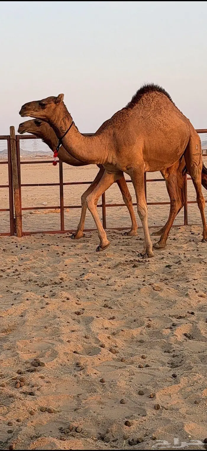 ثلاث بكار سواحل ضغط عالي 37