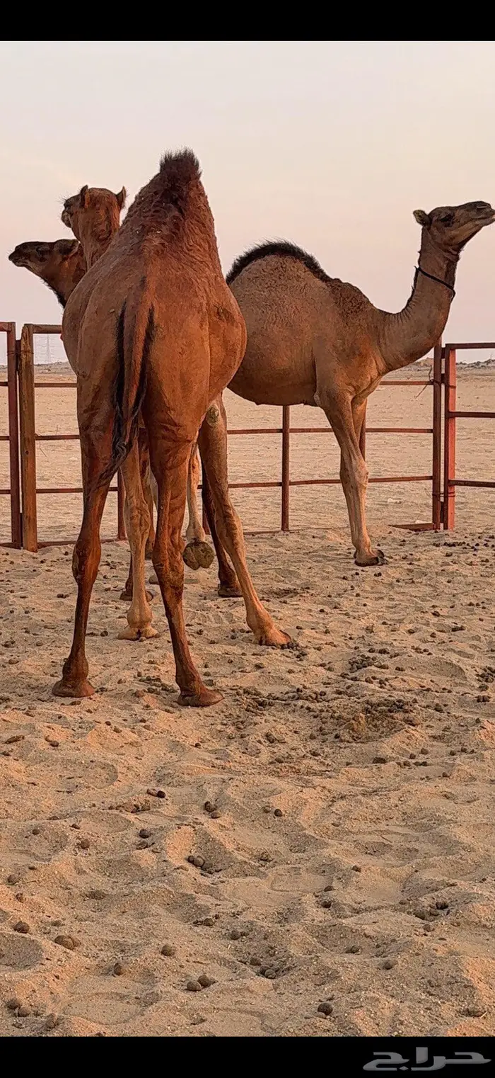 ثلاث بكار سواحل ضغط عالي 19