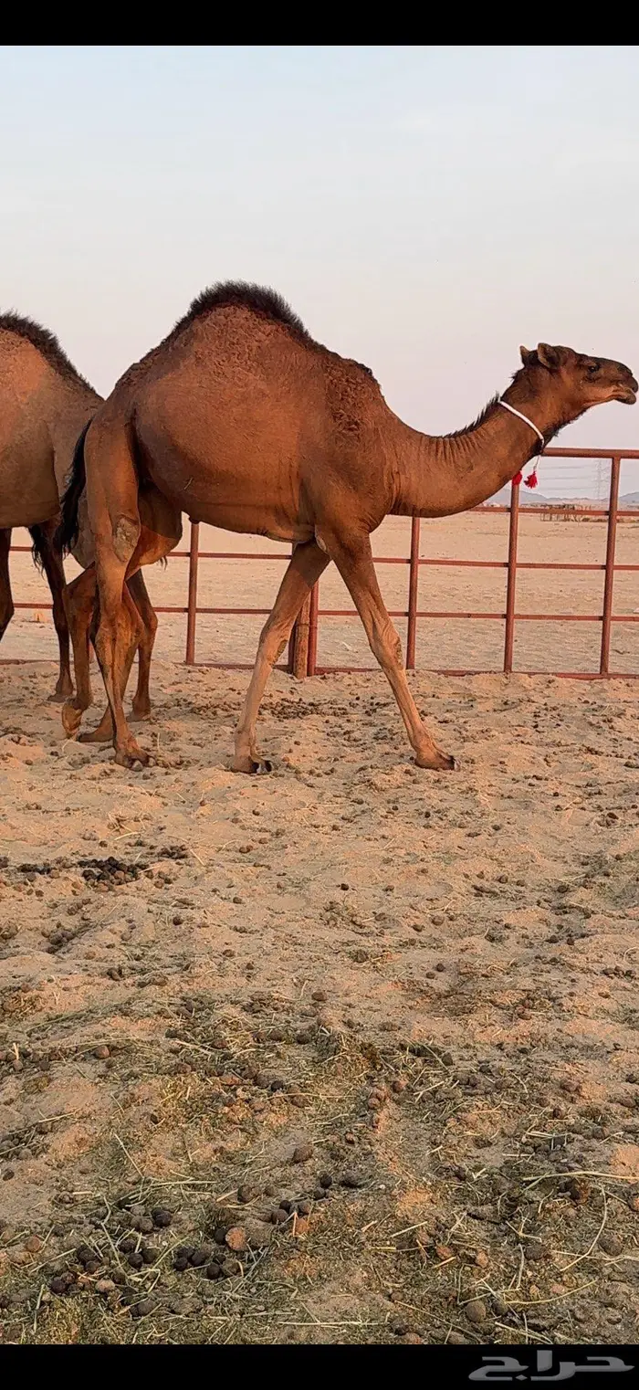 ثلاث بكار سواحل ضغط عالي 24