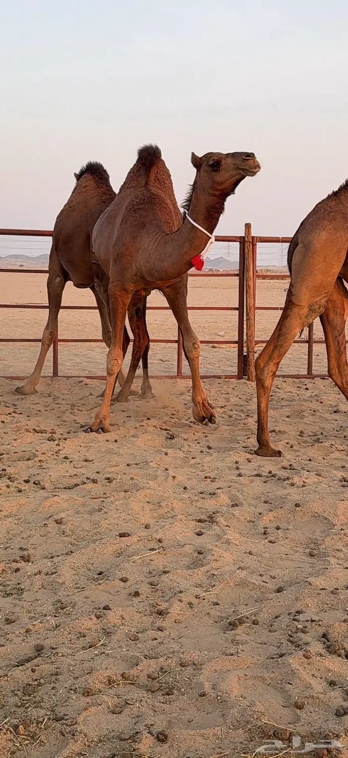 ثلاث بكار سواحل ضغط عالي 29