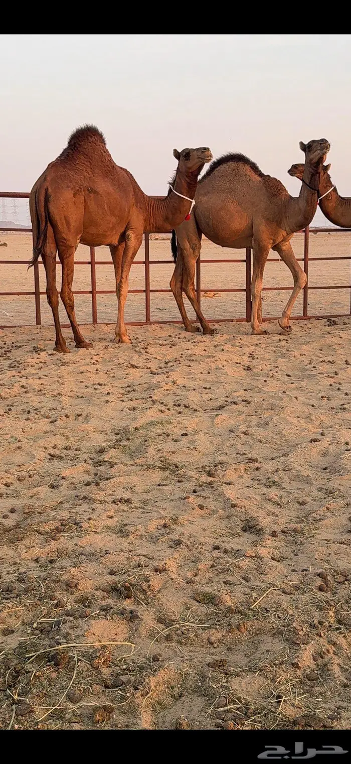 ثلاث بكار سواحل ضغط عالي 36