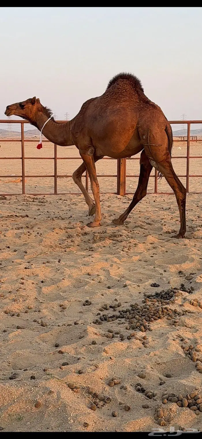 ثلاث بكار سواحل ضغط عالي 31