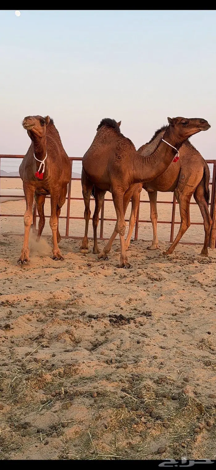 ثلاث بكار سواحل ضغط عالي 25