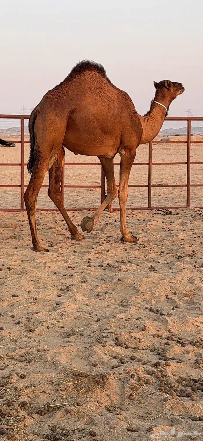 ثلاث بكار سواحل ضغط عالي 38