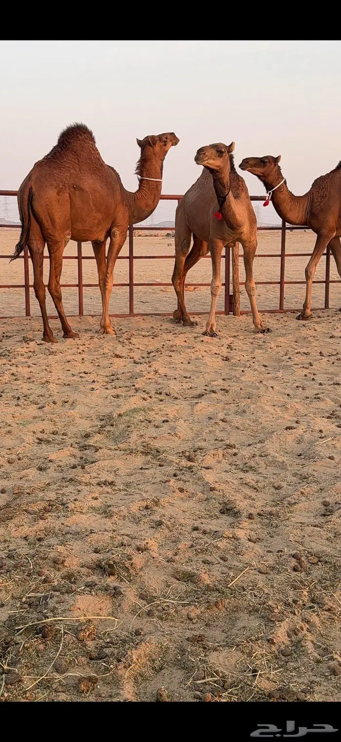 ثلاث بكار سواحل ضغط عالي 35