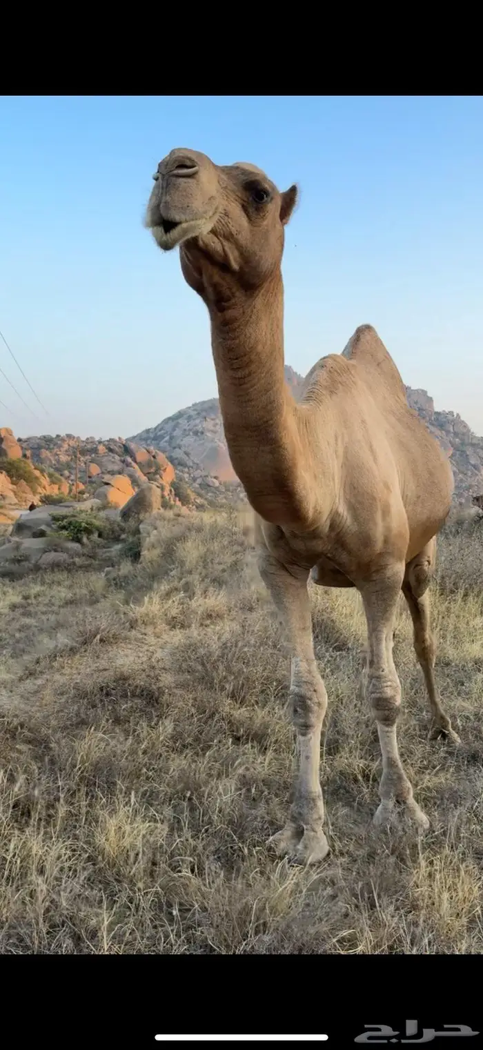 بعير للبيع 3