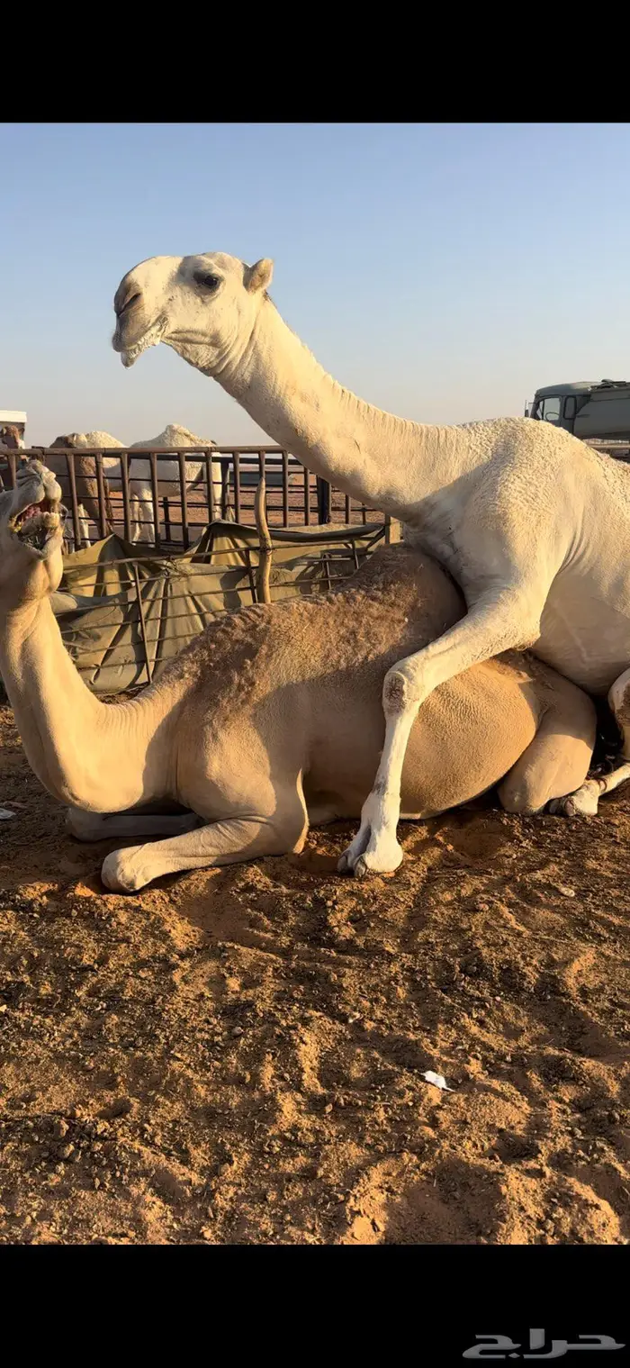 للبيع قعوداوضح ثني على رمان المهيلب 0