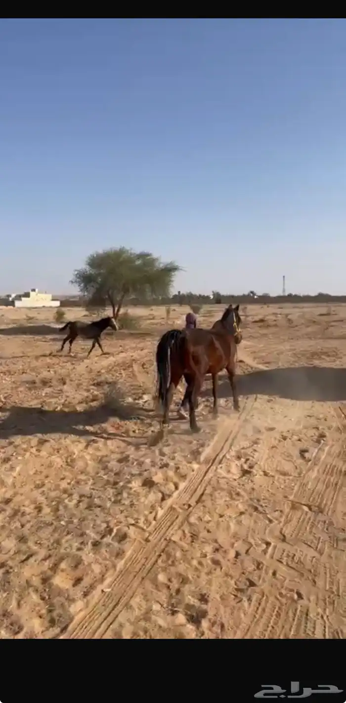 فرس شعبيه لقحه ومعها مهر 0