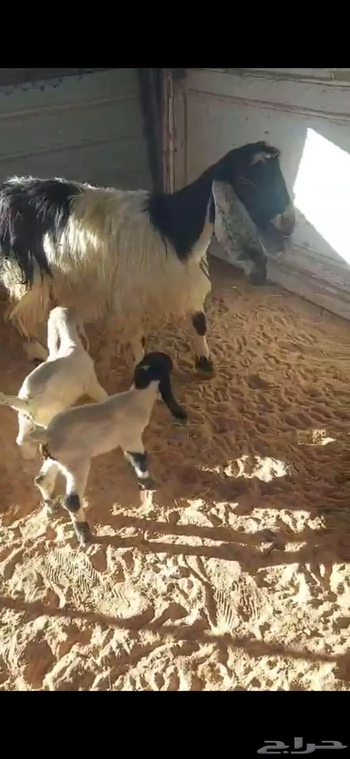 عنز مشروكة معها 2 2