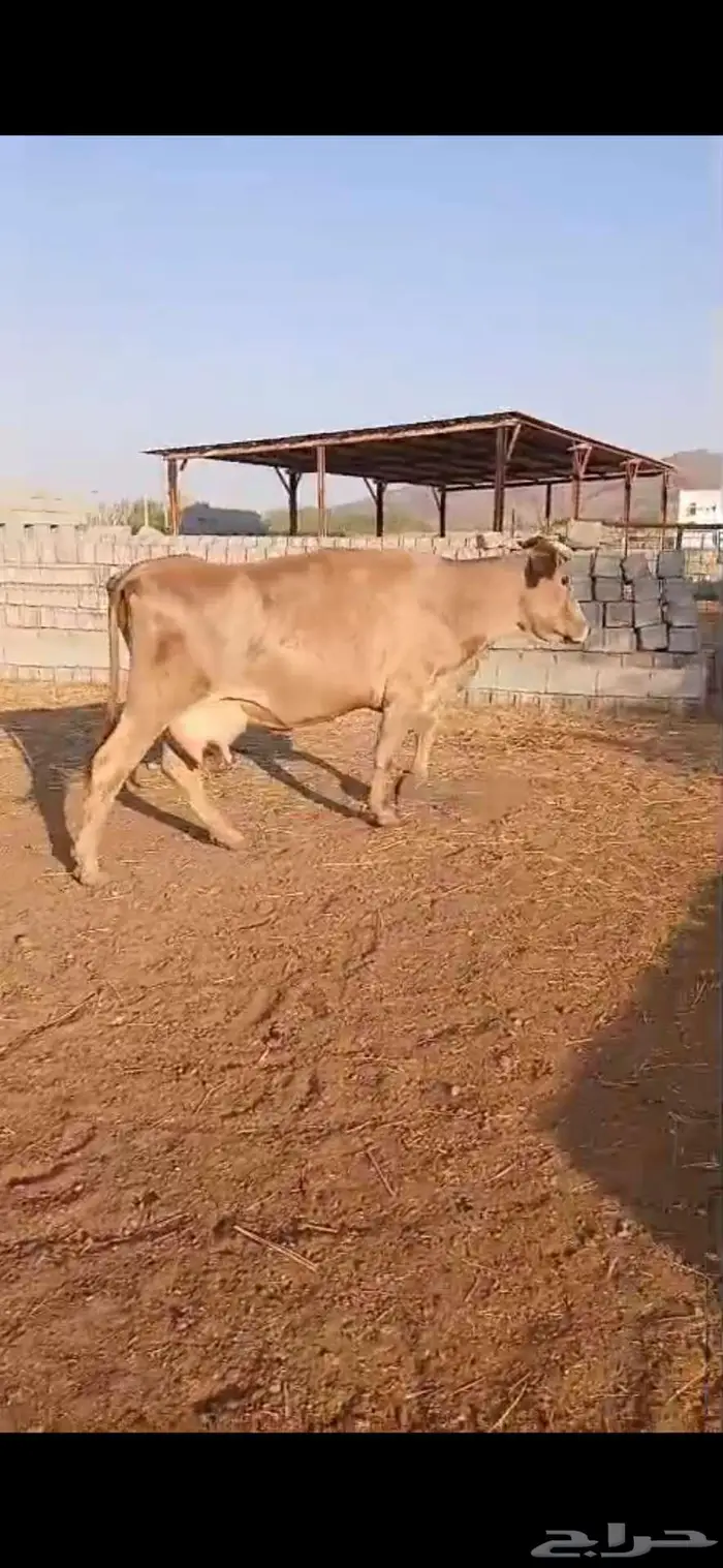 بقر للبيع 1