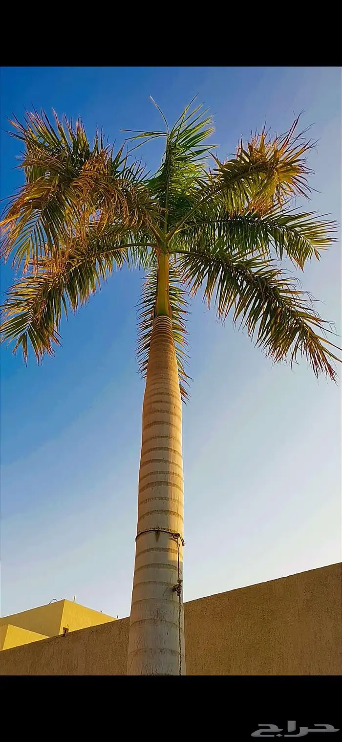 نخل ملوكي 1500 0