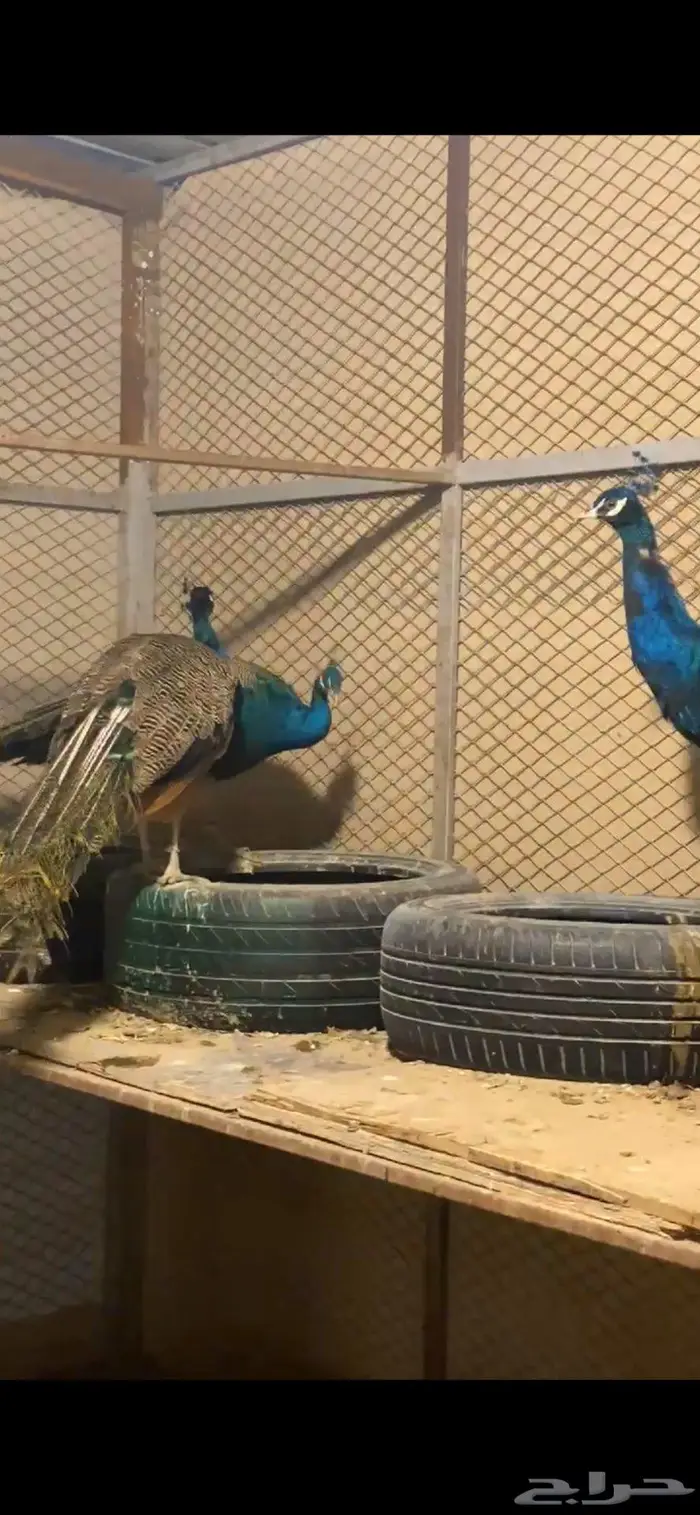 الاحساء المبرز 0