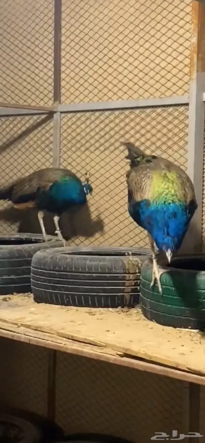 الاحساء المبرز 2