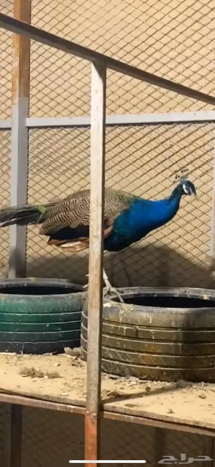 الاحساء المبرز 3