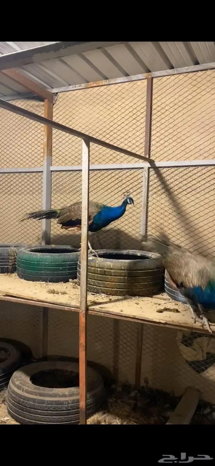 الاحساء المبرز 1