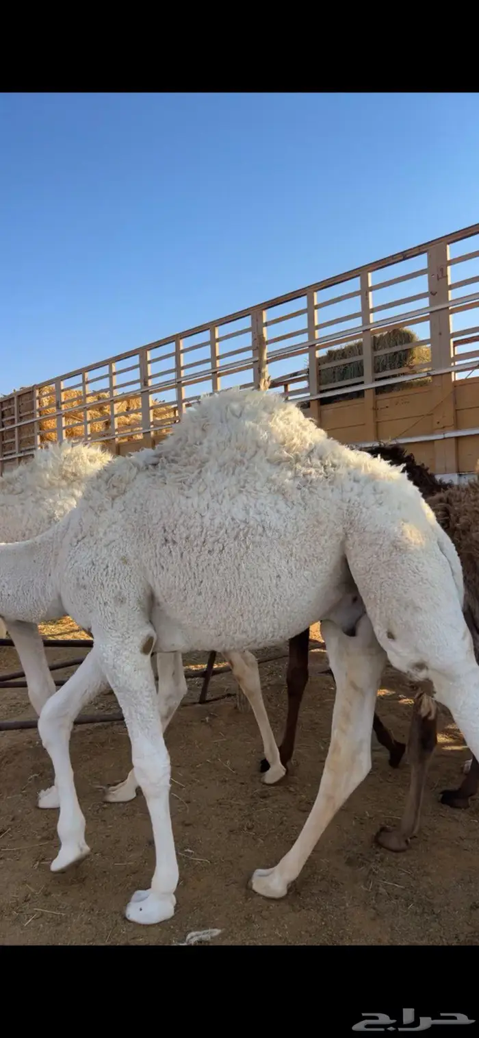 قعود قصب مع التوصيل لرياض 1