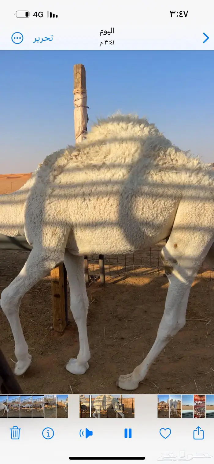 قعود قصب مع التوصيل لرياض 2