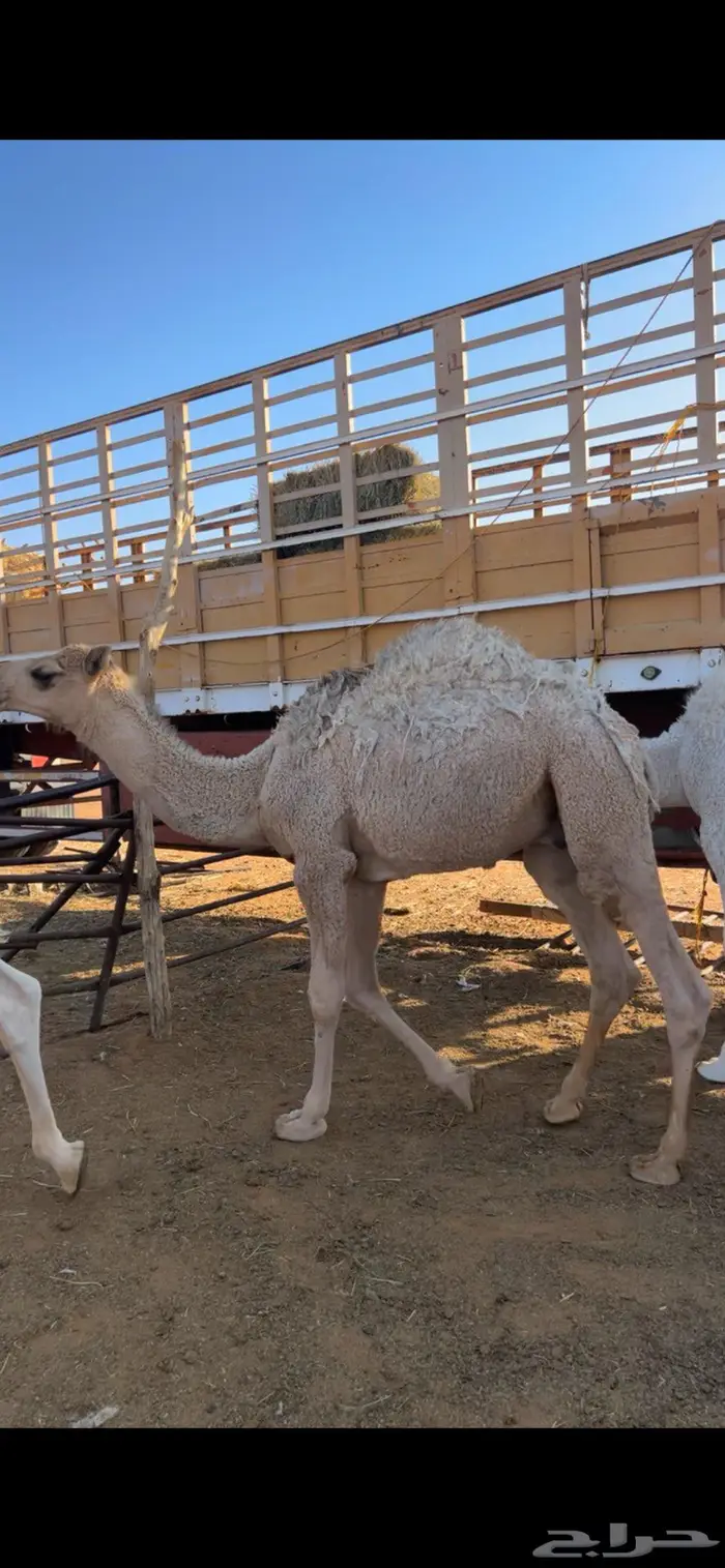 قعود قصب مع التوصيل لرياض 0