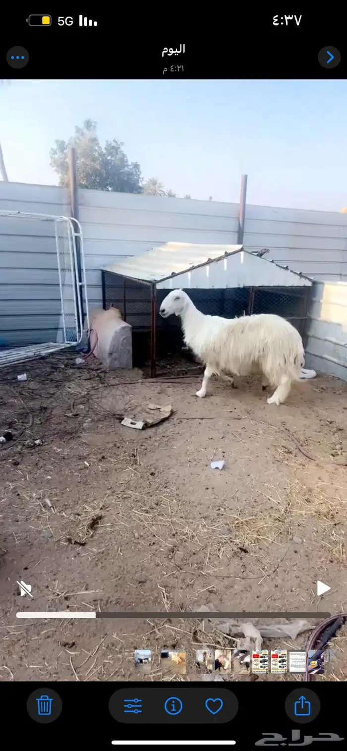 نعجه عيسيه السن مسوي 3