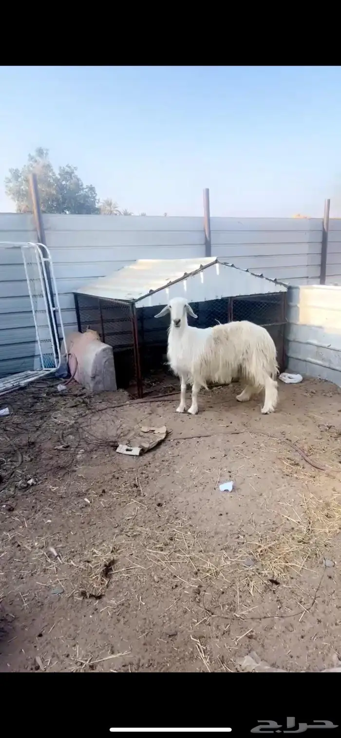 نعجه عيسيه السن مسوي 2