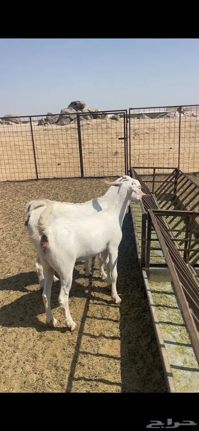 جفرتين بيشيات صنف 0