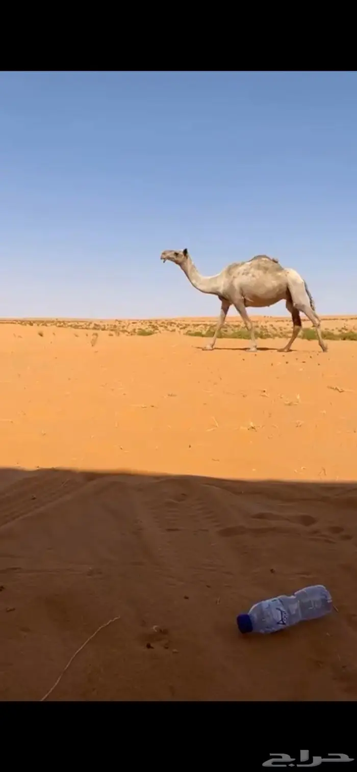 للبيع ضروبه شعلا 0