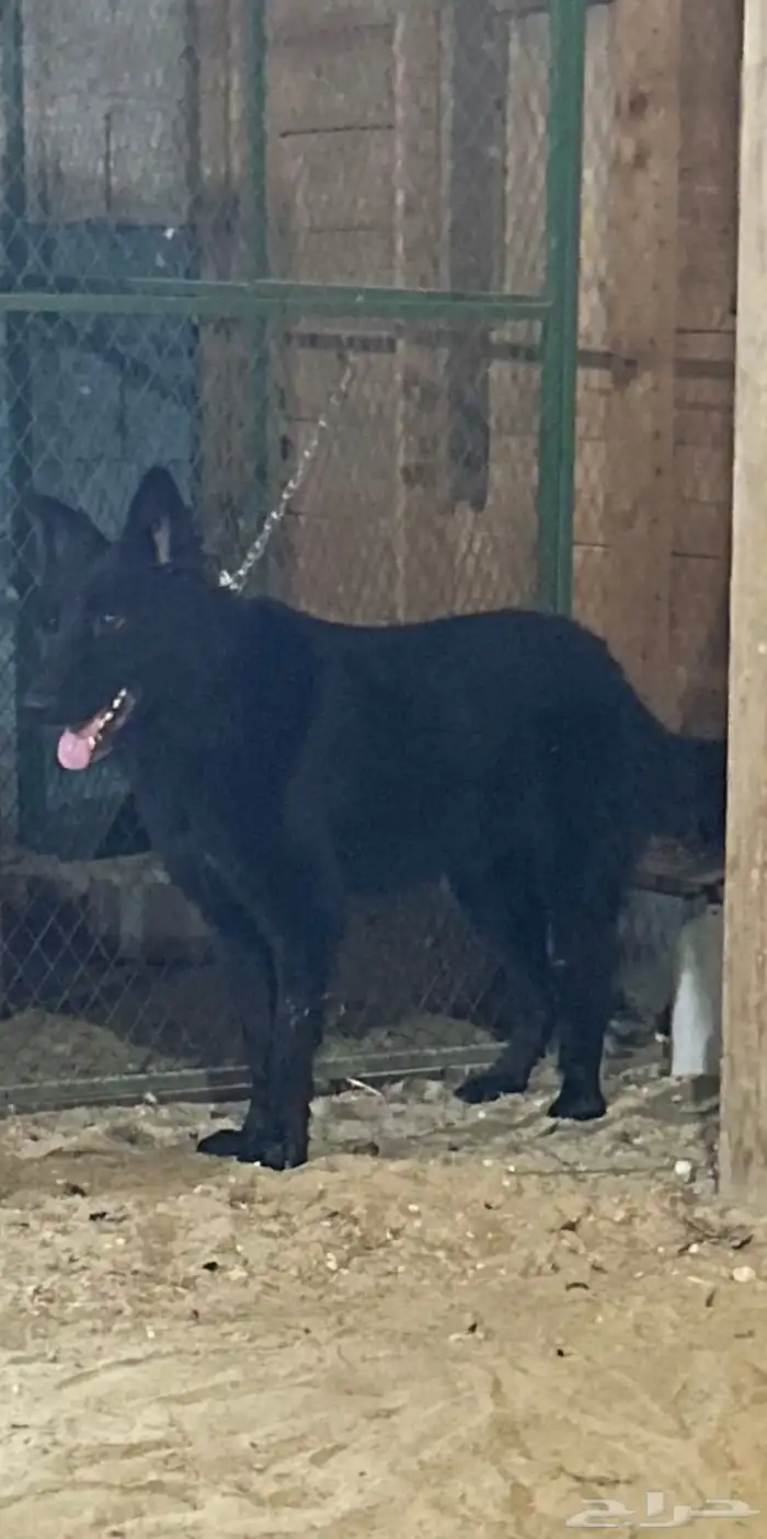 كلب جيرمن ذكر بلاك 2