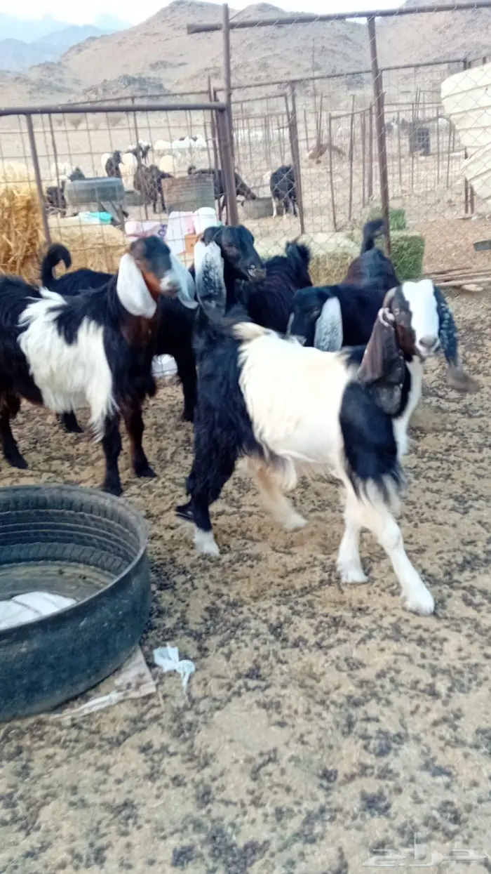 تيووس مخاصي وجفره 1