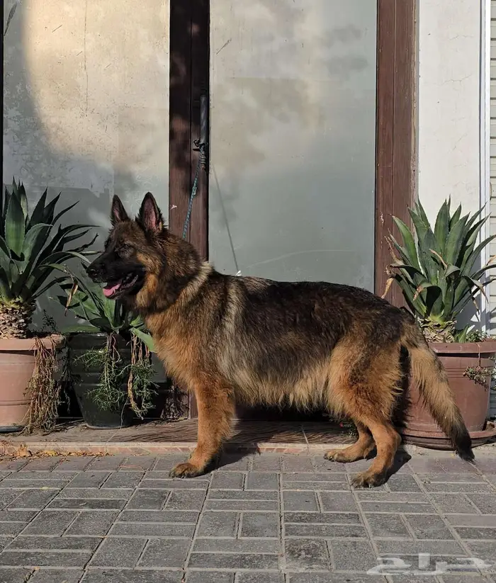 كلاب جيرمن شيبرد 15