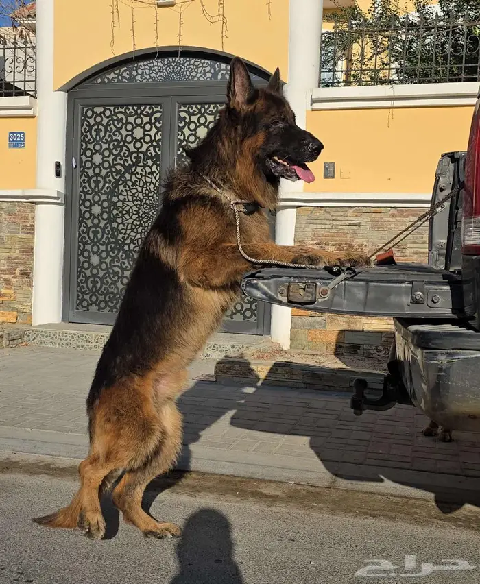 كلاب جيرمن شيبرد 12