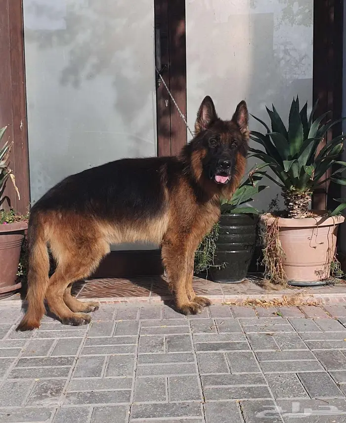 كلاب جيرمن شيبرد 13