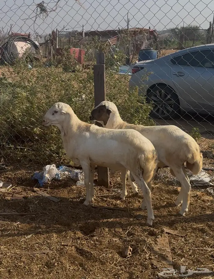 مشاريع فحولة 2