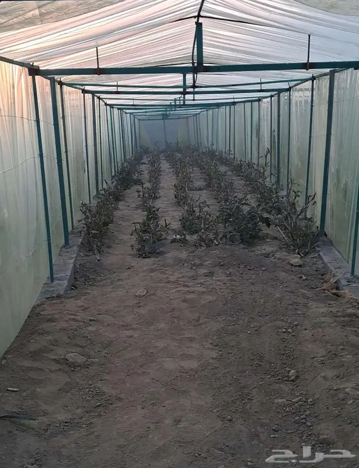 مطلوب مزارع 7