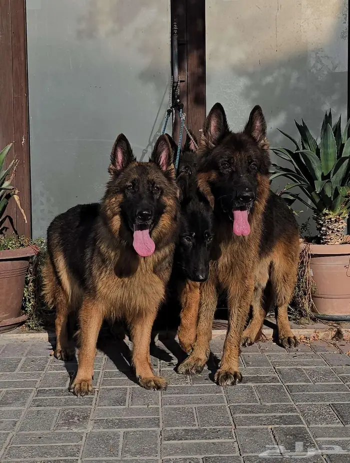 كلاب جيرمن شيبرد 5