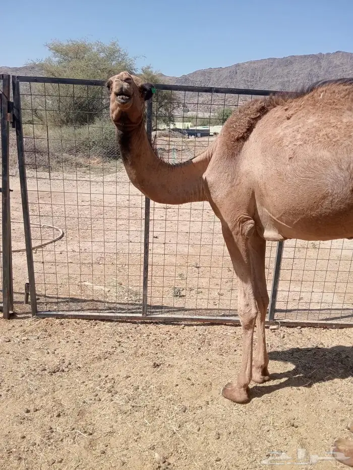 الجودة ما تتكلم.. القعدان تتكلم عنها 3