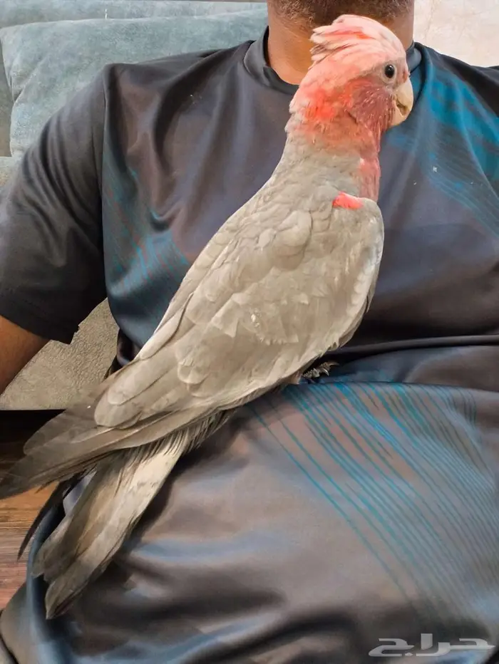 كوكاتو قالا فرخ نهاية غر منوووة المربي 3