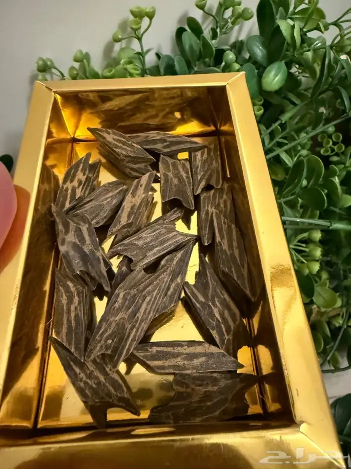 عود كمبودي تايقر   بالجمش 5